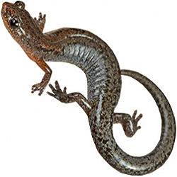 Southern Zigzag